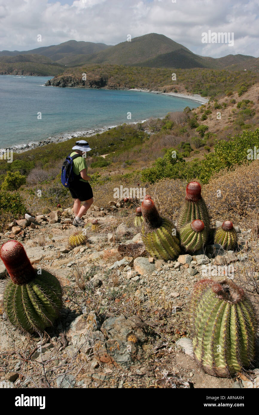 Sentier de Ram Head cactus St John Banque D'Images