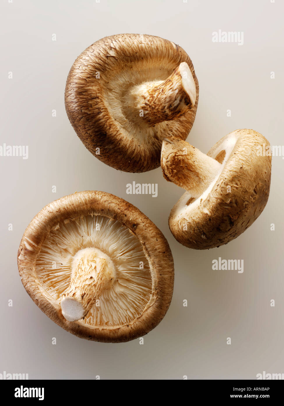 Top Shot close up de matières premières champignons shiitake frais crus isolé sur fond blanc Banque D'Images