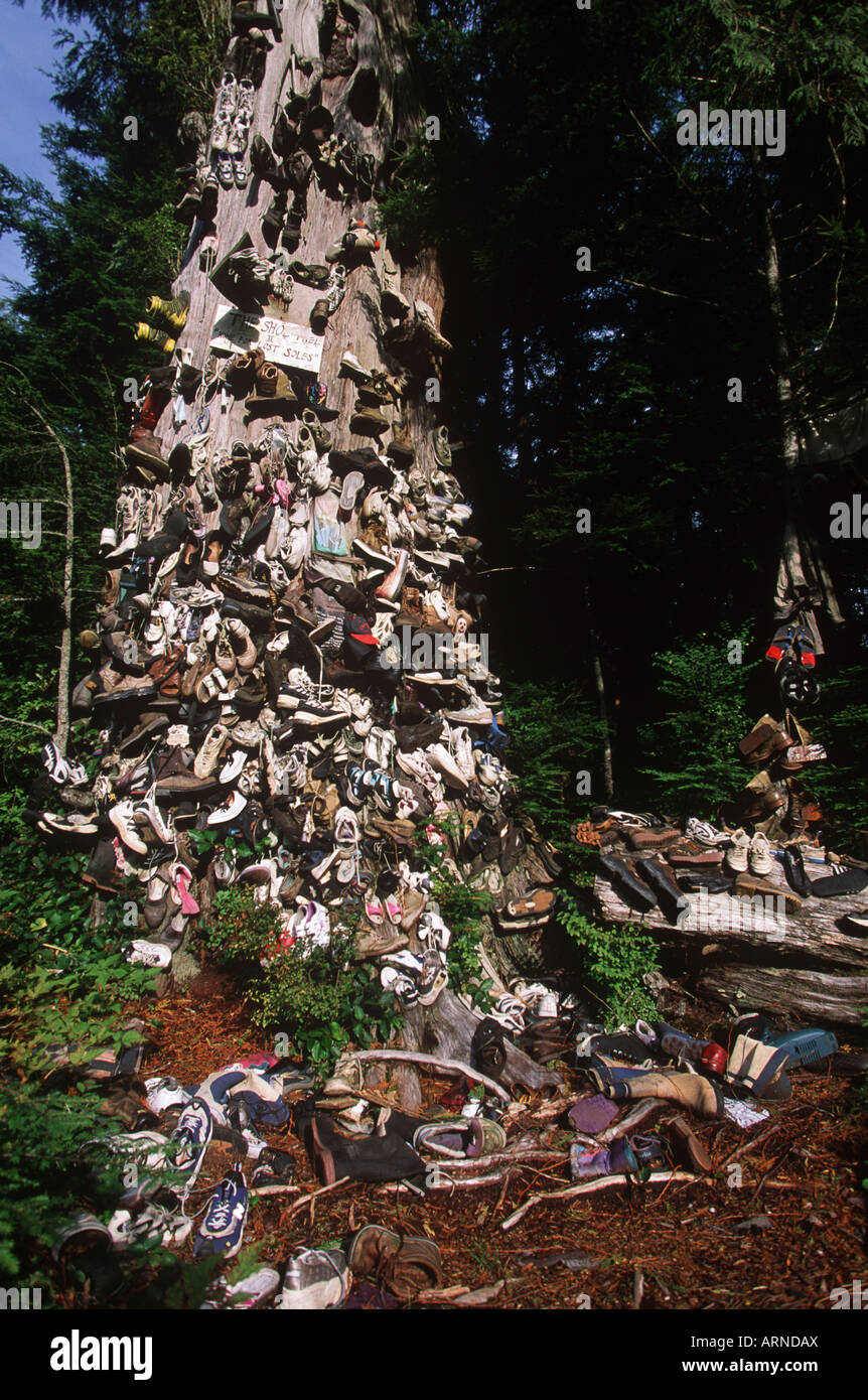Arbre généalogique de chaussures de Prince Rupert, en Colombie-Britannique, Canada. Banque D'Images