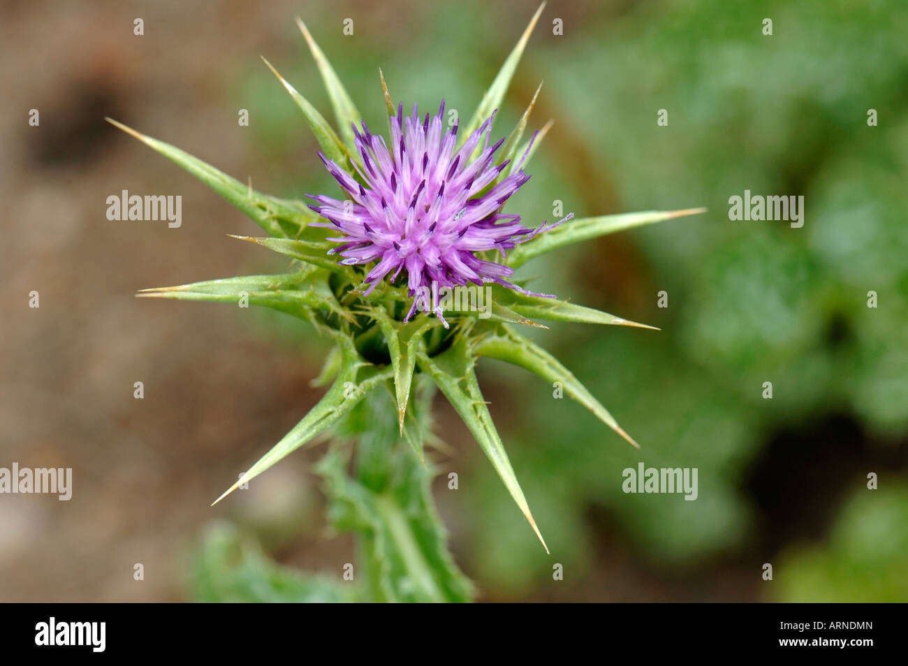 Le chardon de lait Nos Ladys Thistle (Silybum marianum) flower Banque D'Images