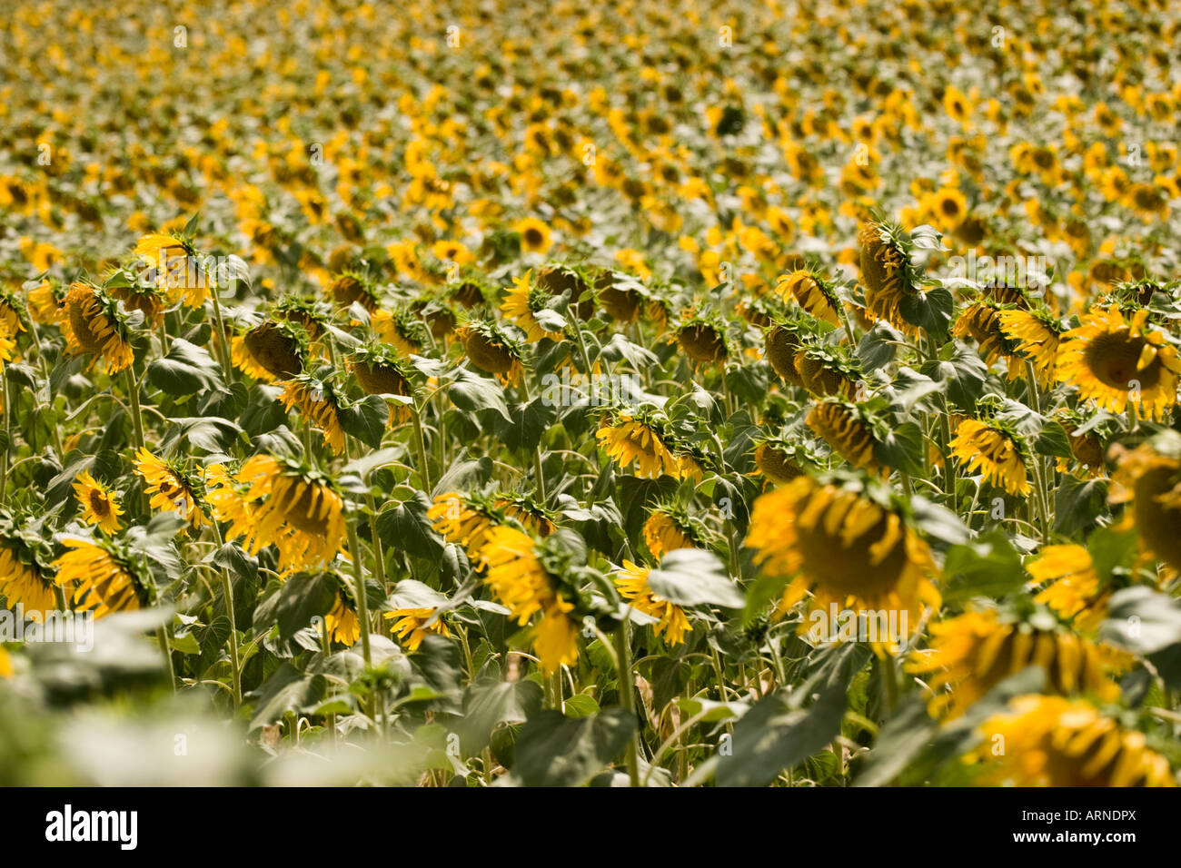 Champ de tournesols en Ombrie, Italie Banque D'Images