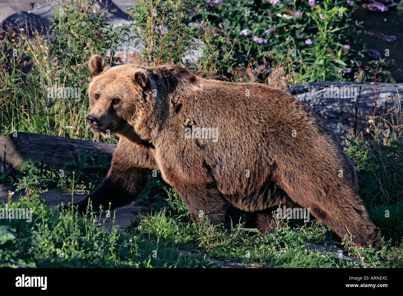 Portrait de l'ours brun (Ursus arctos middendorffi) Banque D'Images