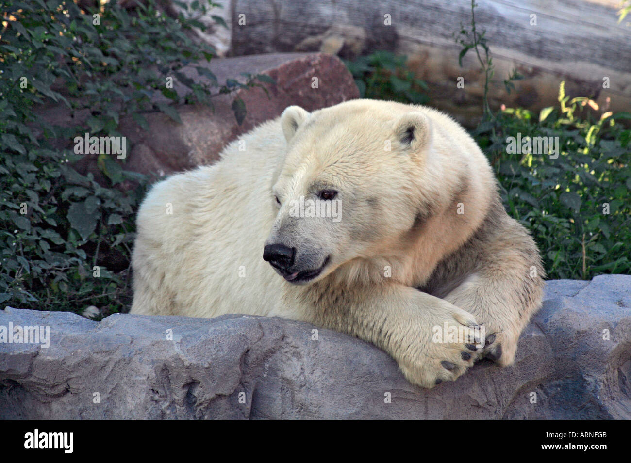 L'ours polaire (Ursus maritimus), portrait Banque D'Images