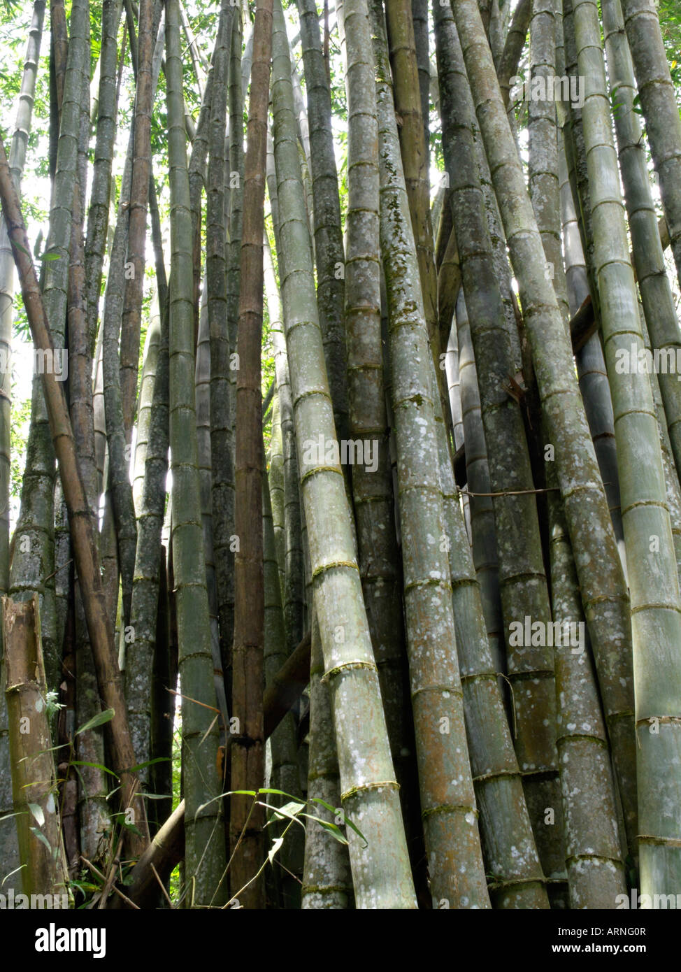 Bambou dendrocalamus giganteus (géant) Banque D'Images