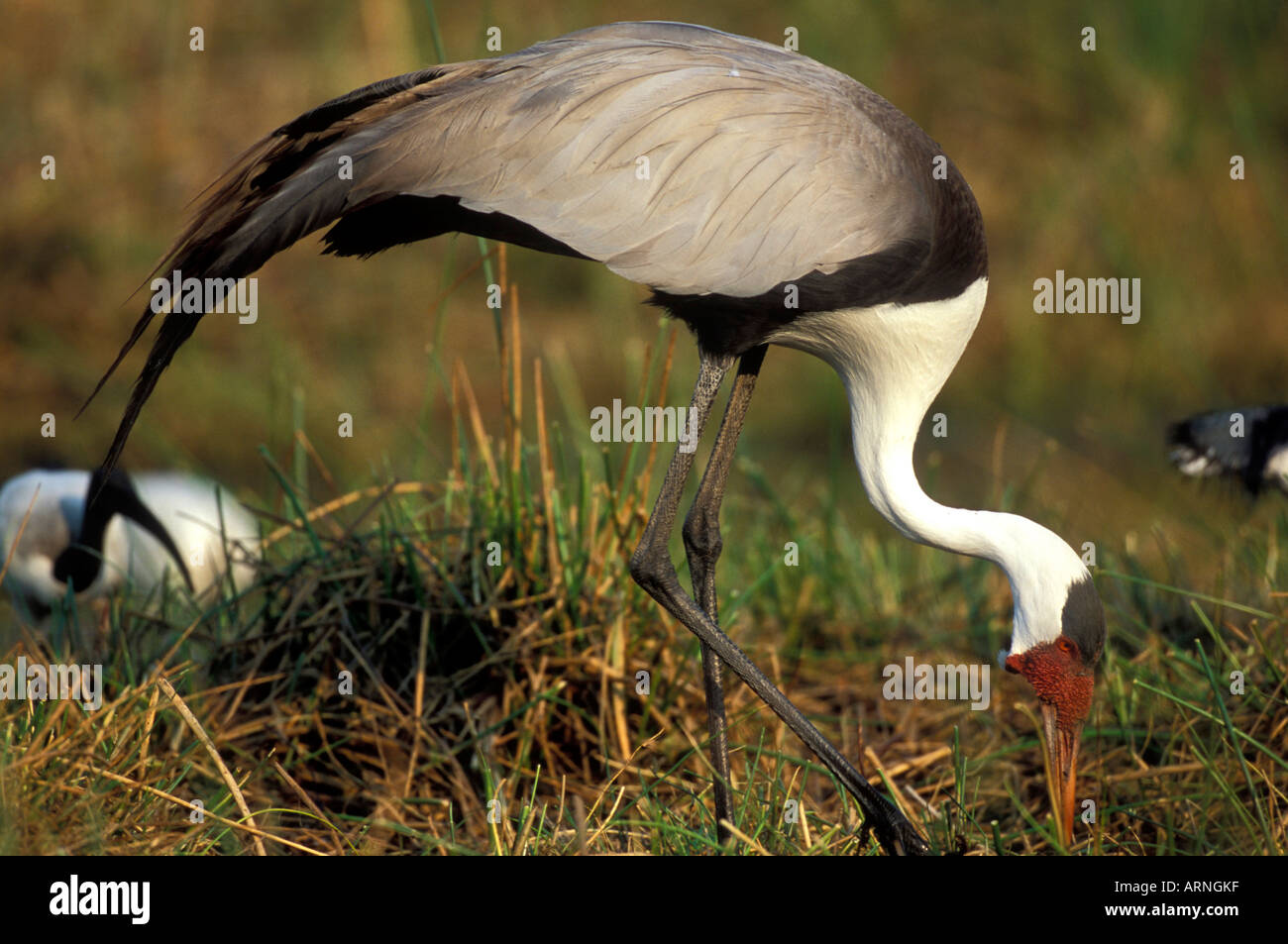 Afrique Botswana Moremi grue caronculée Bugeranus carunculatis Xakanaxa en marais près de l'alimentation à l'aube Banque D'Images