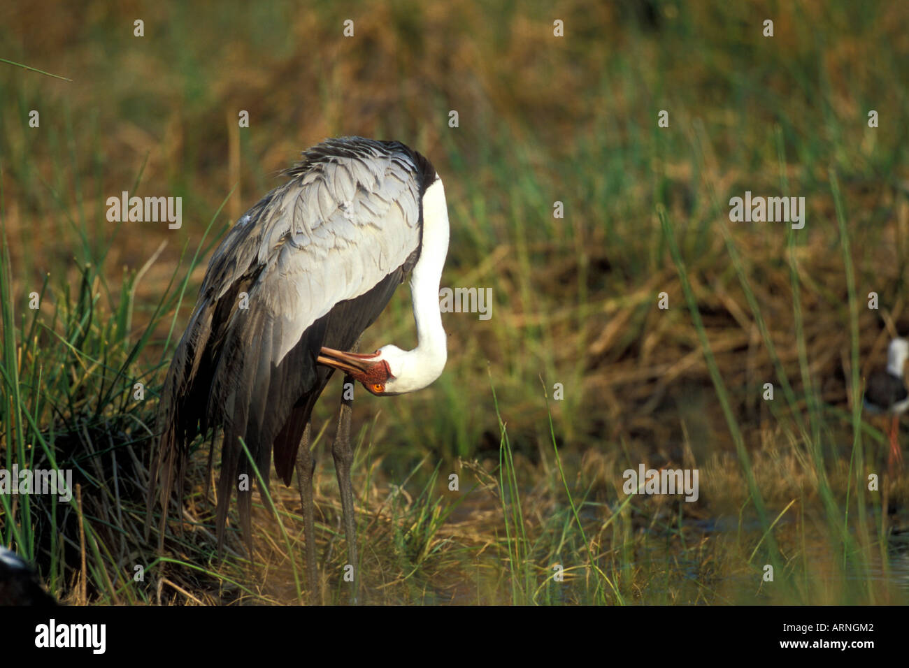 Afrique Botswana Moremi grue caronculée Bugeranus carunculatis Xakanaxa en toilettage près de Marsh à l'aube Banque D'Images