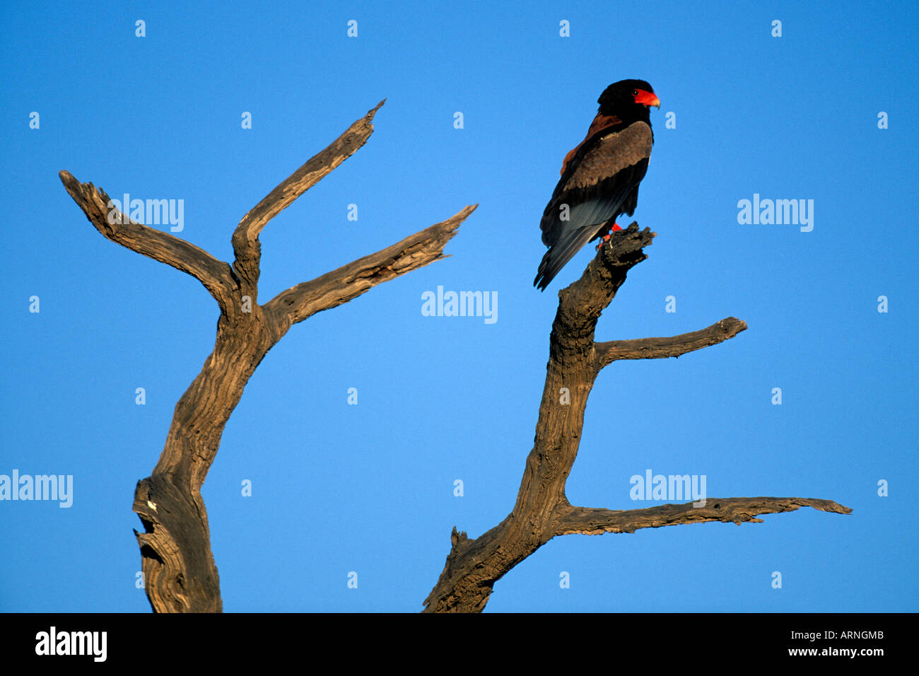 L'Afrique du Kgalagadi Transfrontier Park un Bateleur Terathopius ecaudatus rapaces africains on tree branch Banque D'Images
