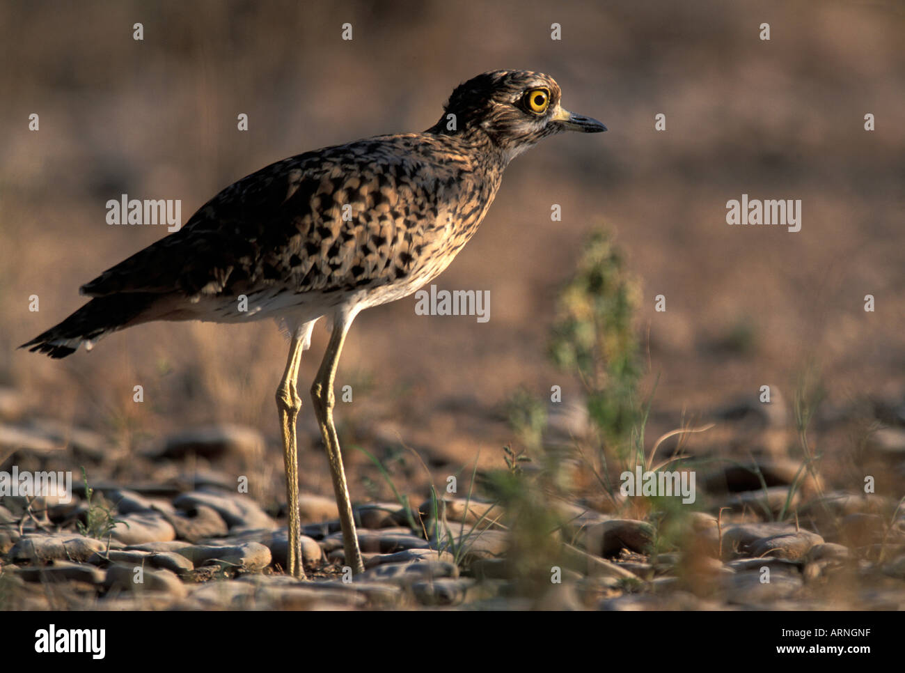 L'Afrique du Kgalagadi Transfrontier Park vu Dekkop Burhinus capensis debout dans désert du Kalahari Banque D'Images