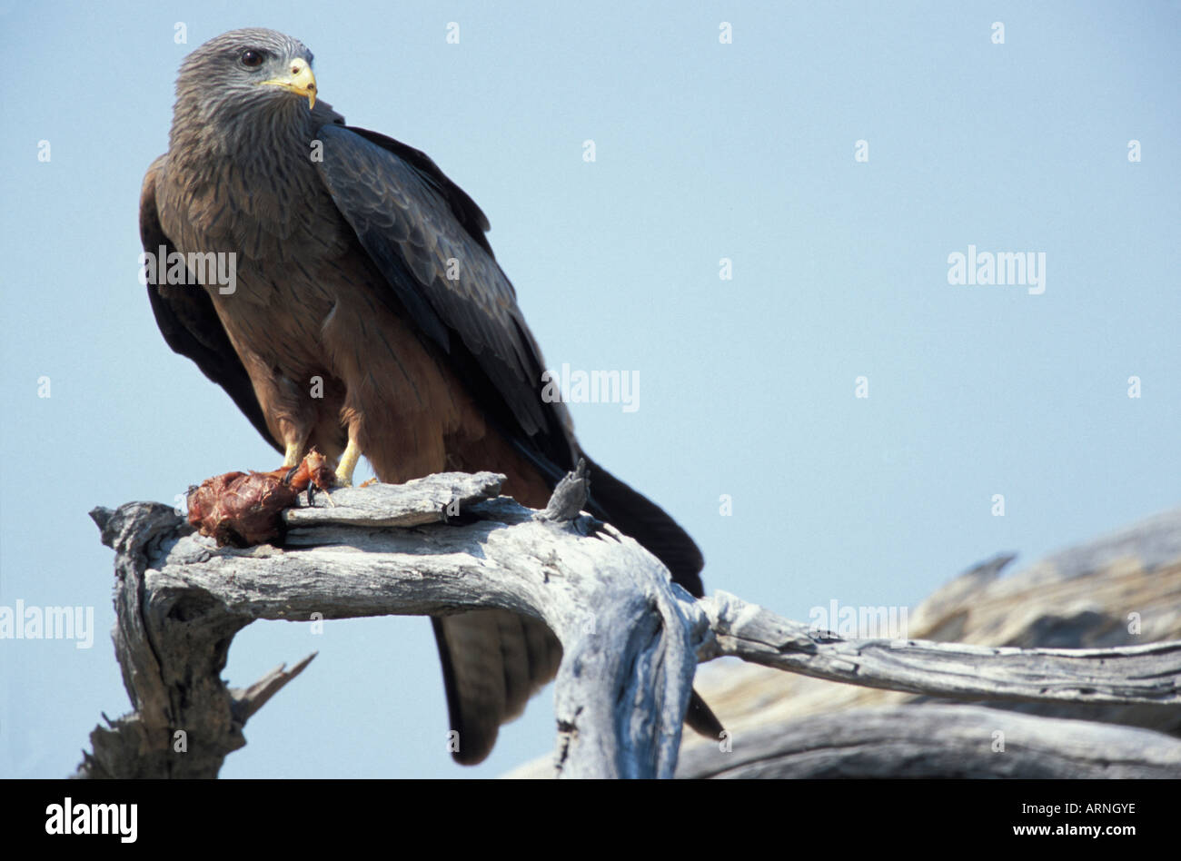 Afrique Botswana Moremi Milvus migrans bec jaune se nourrit de charognards reste de tuer par Khwai River Banque D'Images