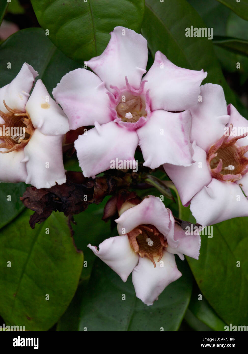 Strophantus gratus crème (fruits) Banque D'Images