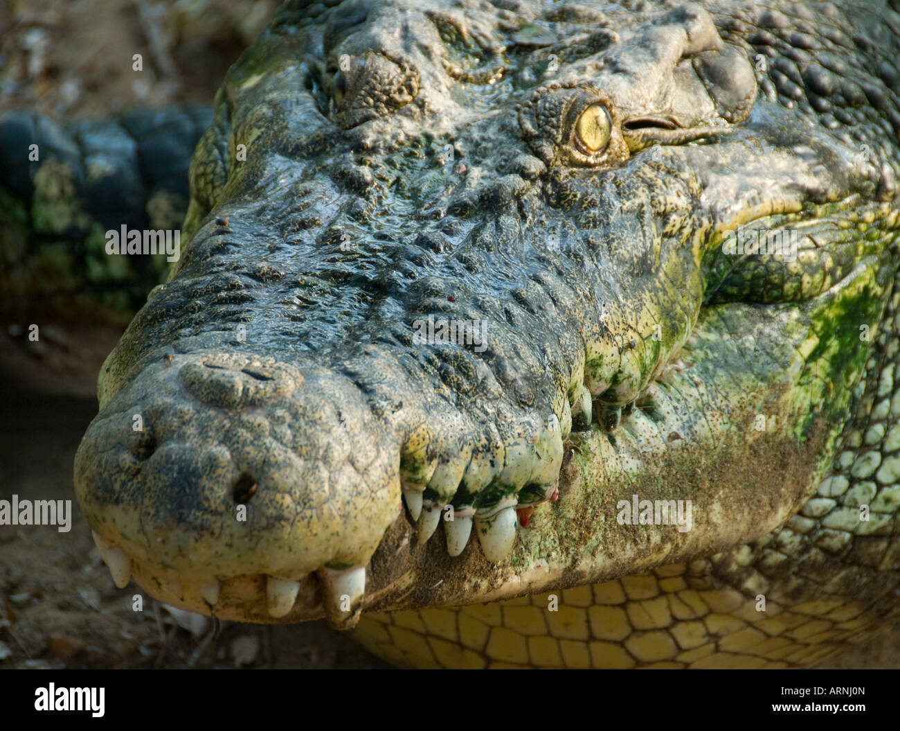 Un saltwater Crocodile crocodile à la Banque au Tamil Nadu Inde Banque D'Images