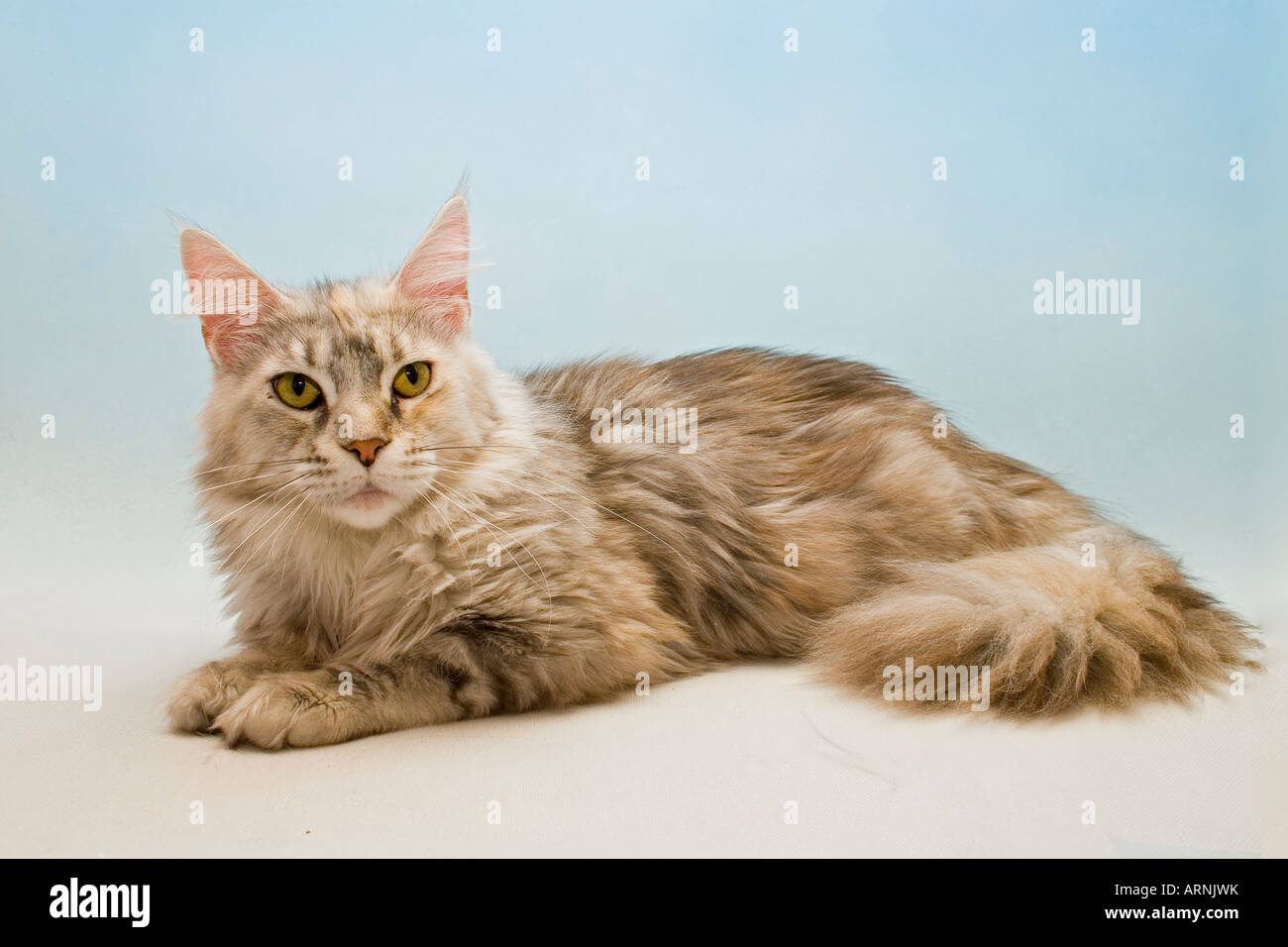 Chat de Maine coon Banque D'Images