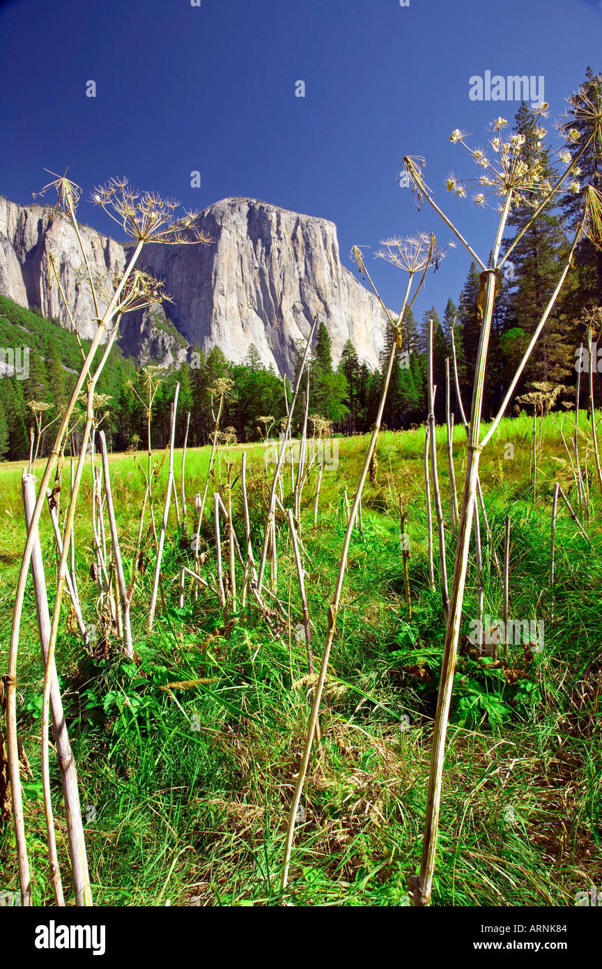 El Capitan Yosemite National Park California USA Banque D'Images