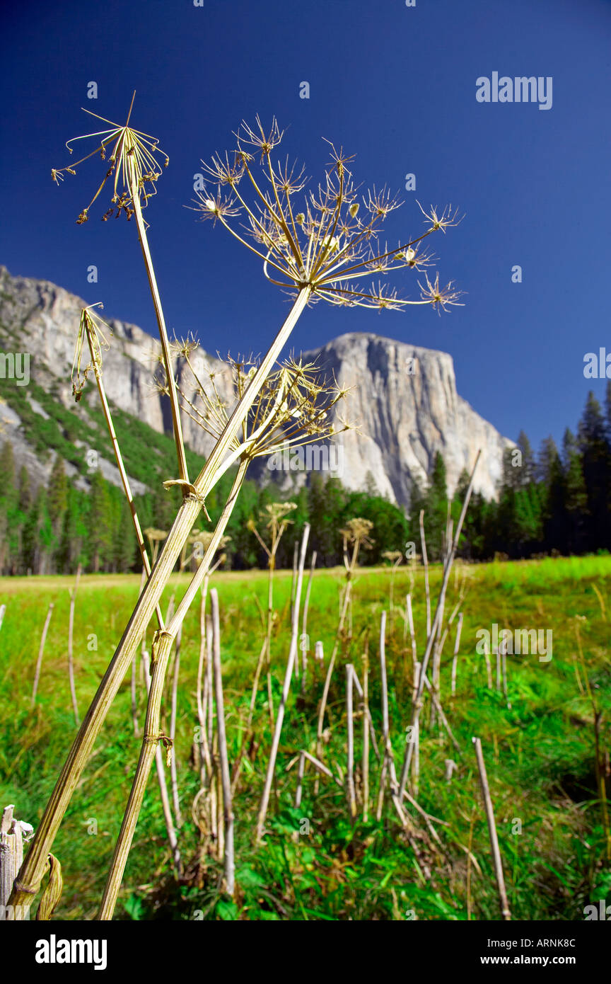 El Capitan Yosemite National Park California USA Banque D'Images