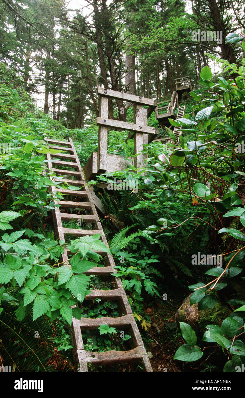 Pacific Rim, sentier de la côte ouest, des échelles sur la piste, l'île de Vancouver, Colombie-Britannique, Canada. Banque D'Images