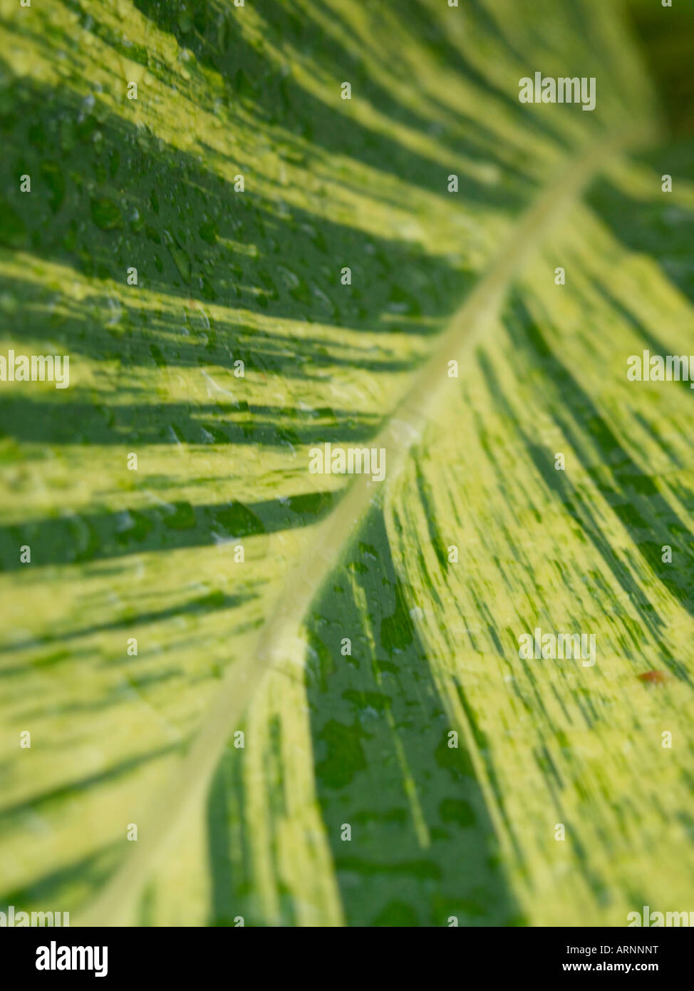 Alpinia zerumbet gingembre (shell 'Variegata') Banque D'Images