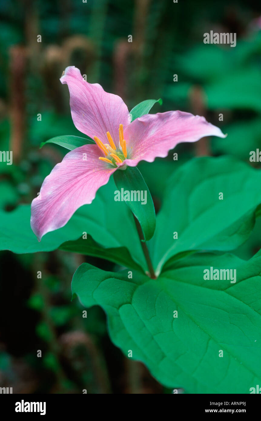 Service de l'Ouest ; Trillium Robbin (Trillium ovatum), British Columbia, Canada. Banque D'Images