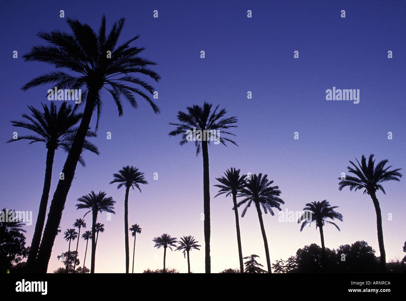 Palmiers au crépuscule, Séville, Espagne. Banque D'Images