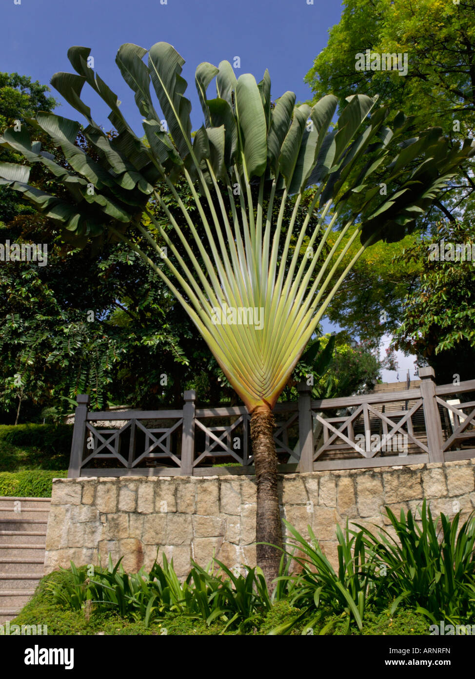 Arbre du Voyageur (ravenala madagascariensis), Fort Canning Park, Singapore Banque D'Images