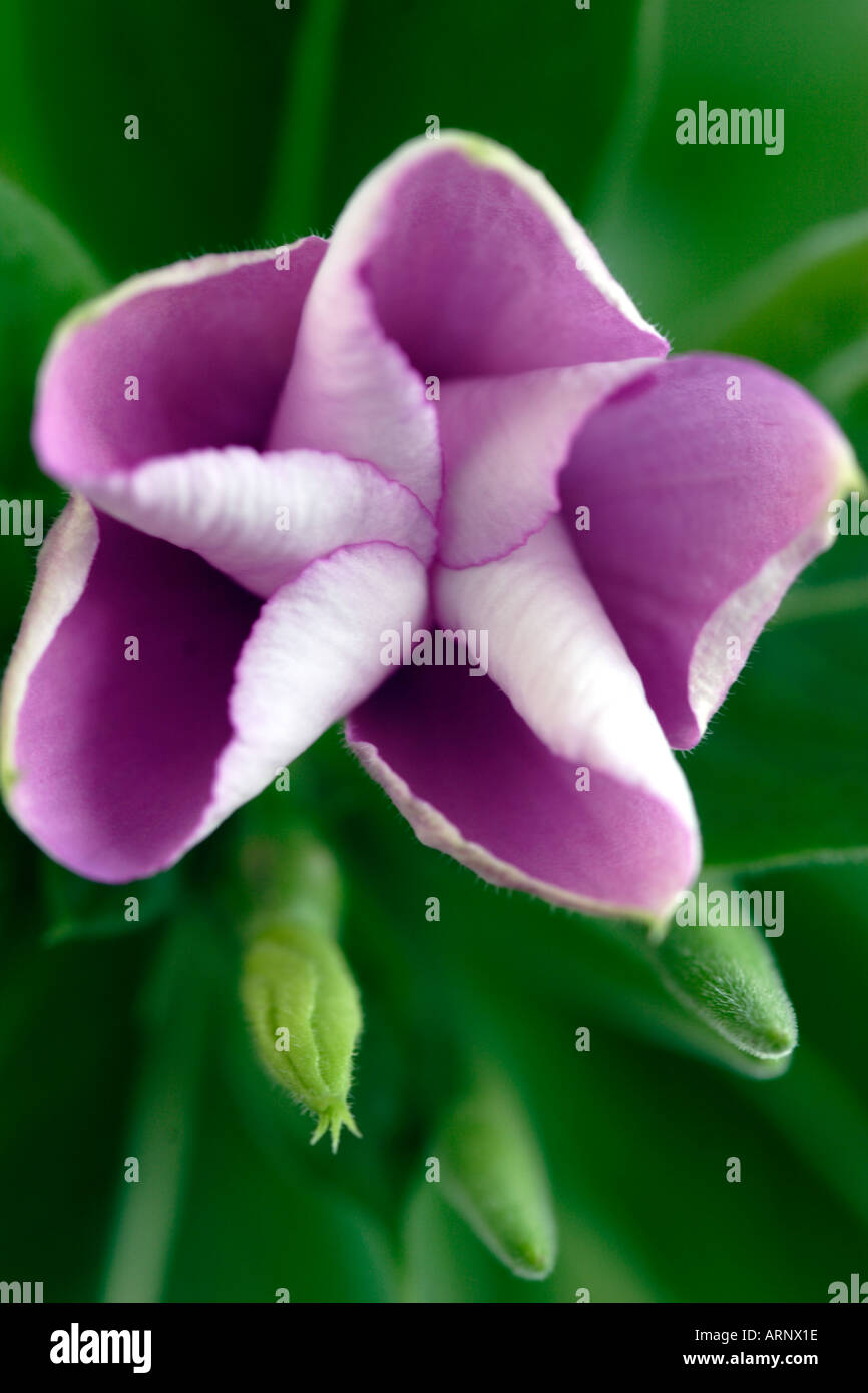 Les bourgeons et fleurs de pervenche rose fleur Banque D'Images