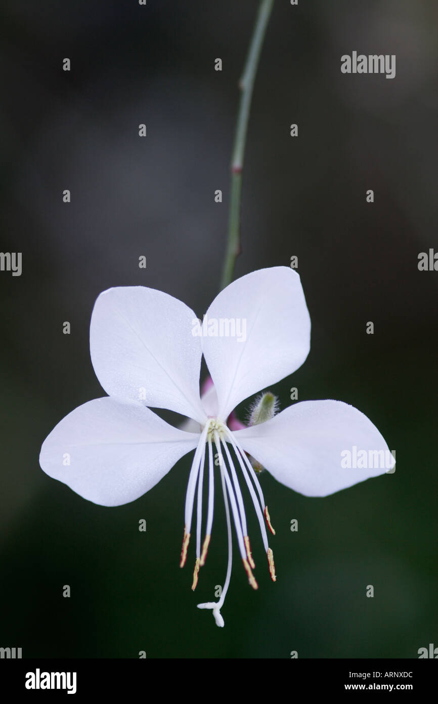 Close up of white Gaura lindheimeri Flower Banque D'Images
