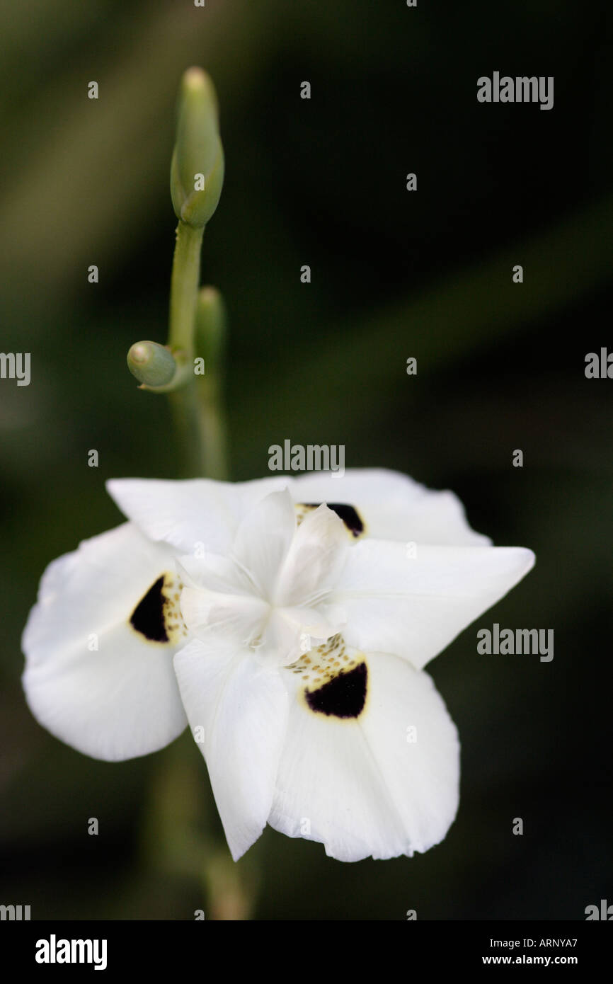 Dietes bicolor Iris sauvage d'Afrique Banque D'Images