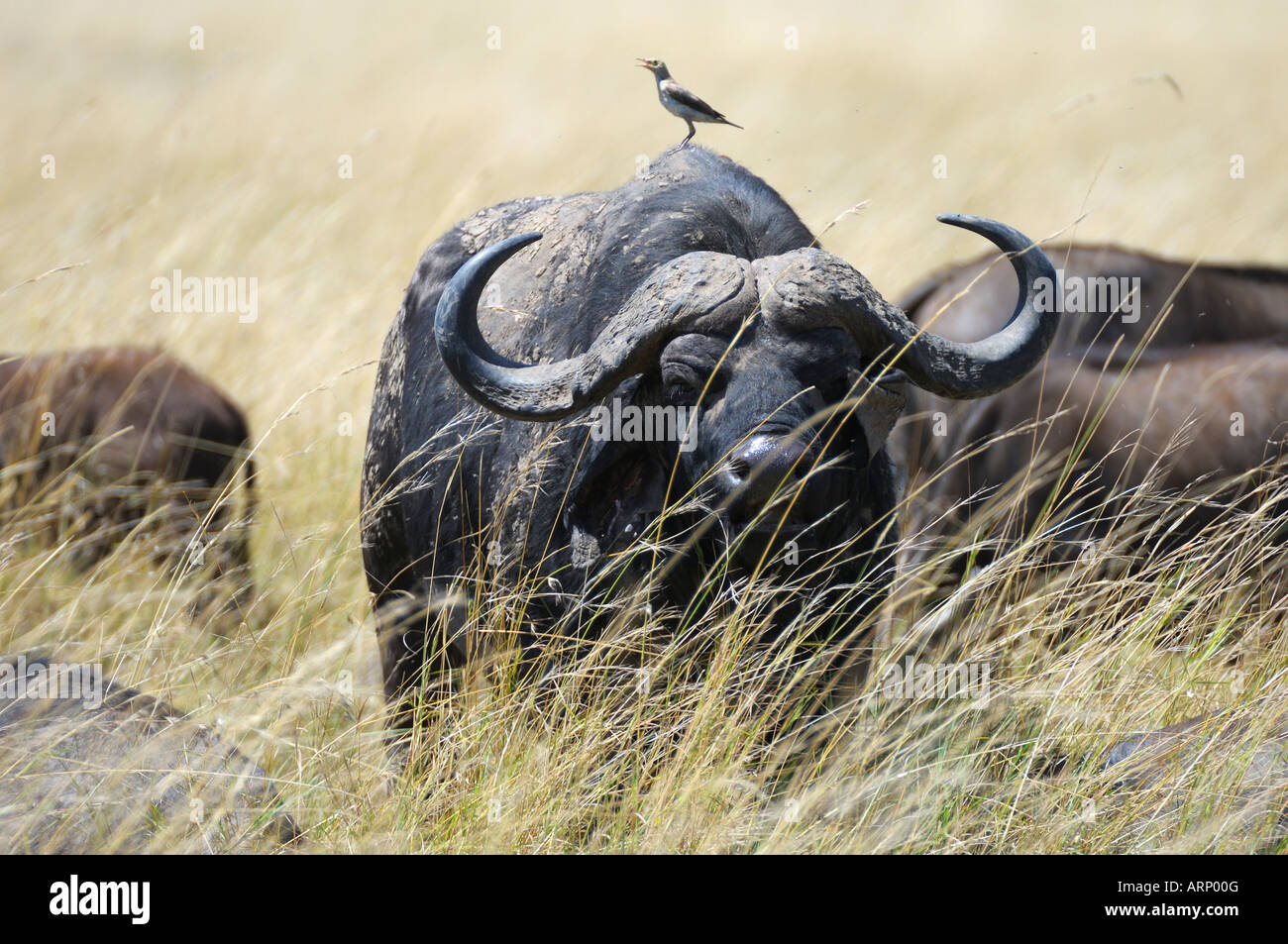 Buffalo,un vieux buffle en haute gras,Masai Mara, Kenya Banque D'Images