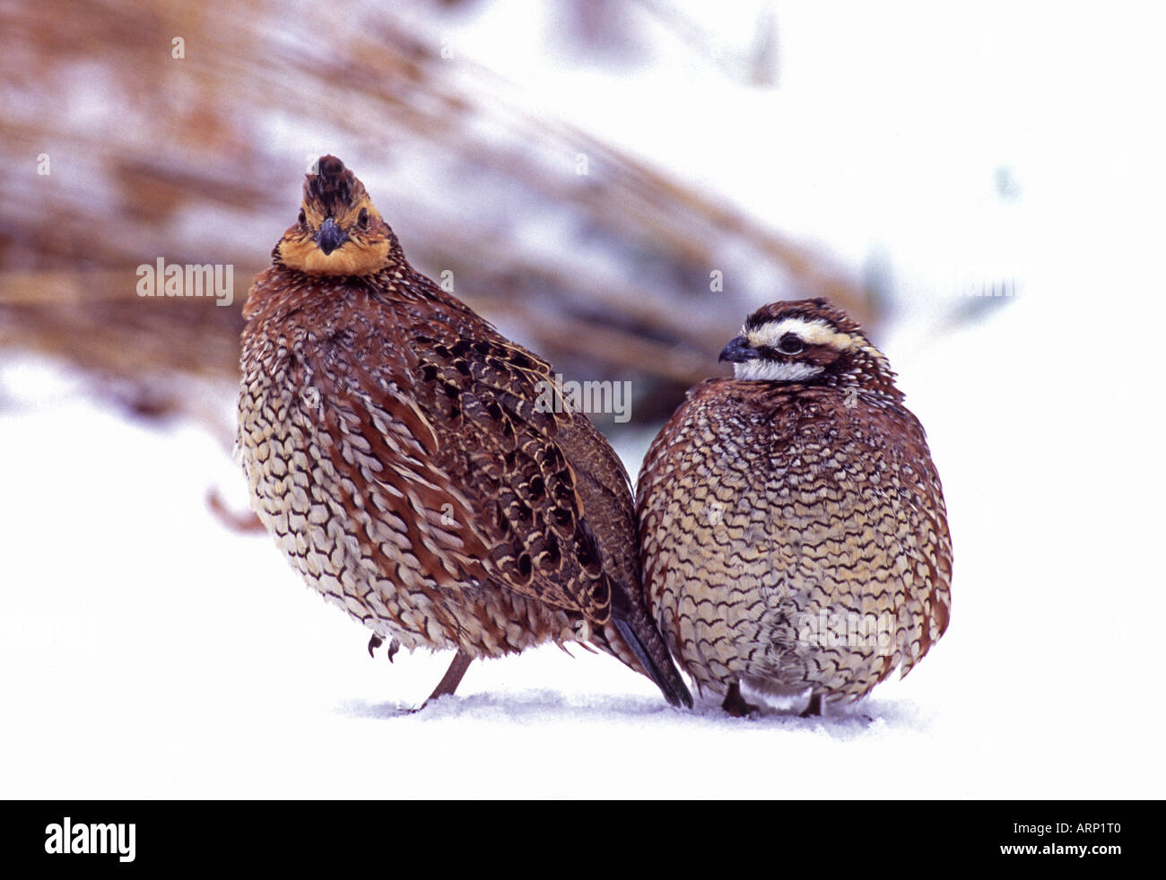 Colin de paire dans la neige Banque D'Images