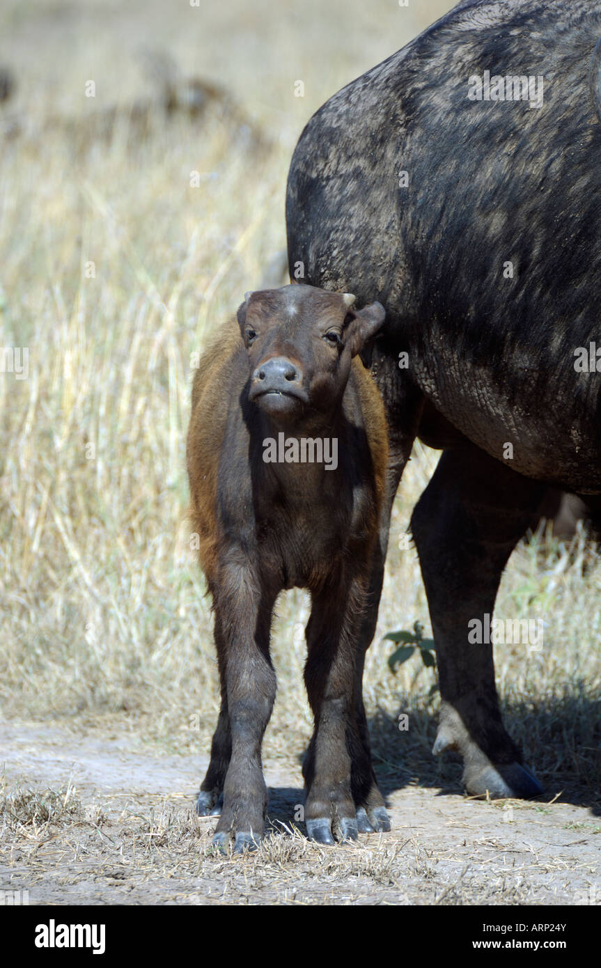 Buffalo oursons,un buffle cub,Masai Mara, Kenya Banque D'Images