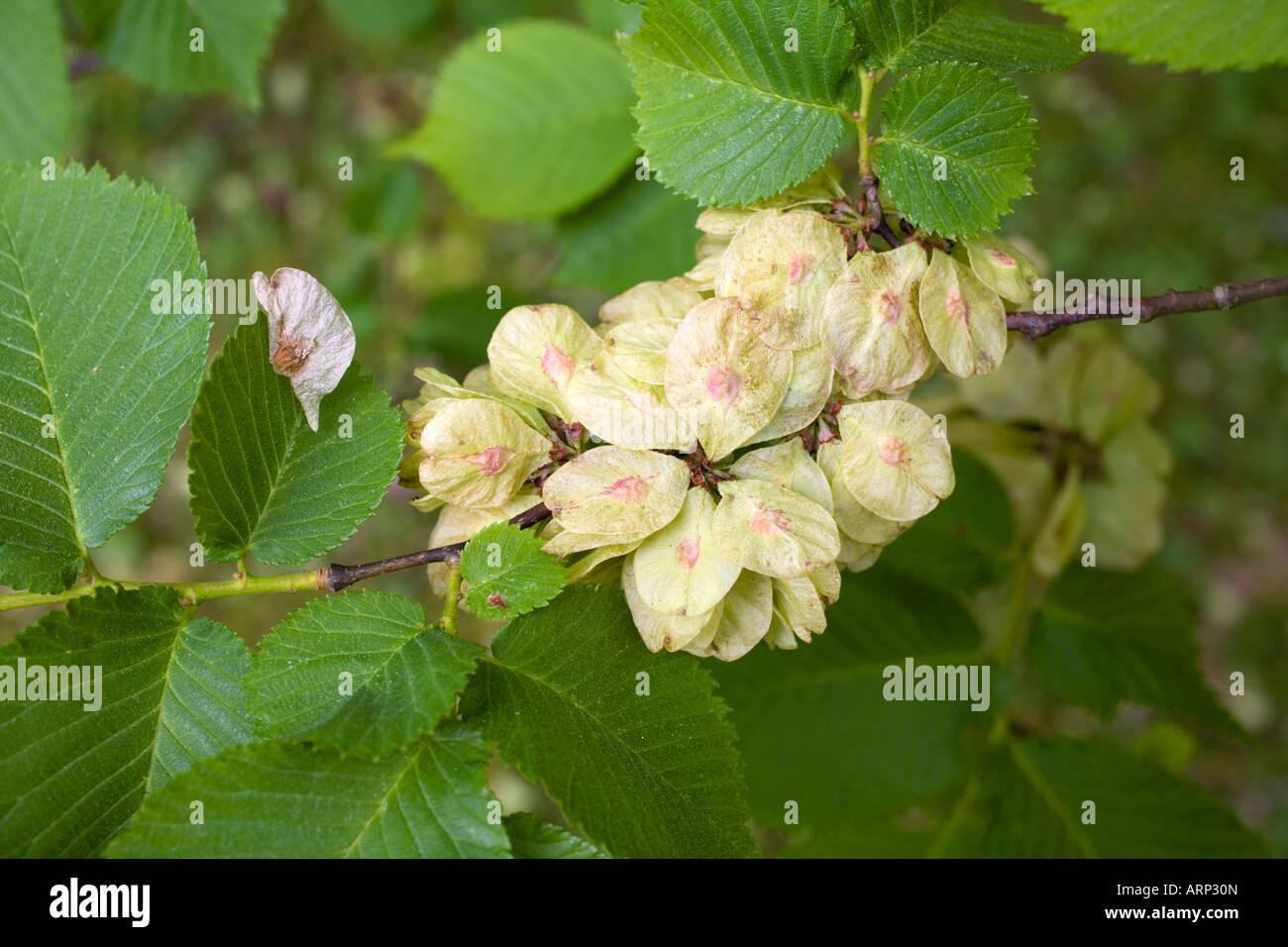 English orme Ulmus procera Banque D'Images