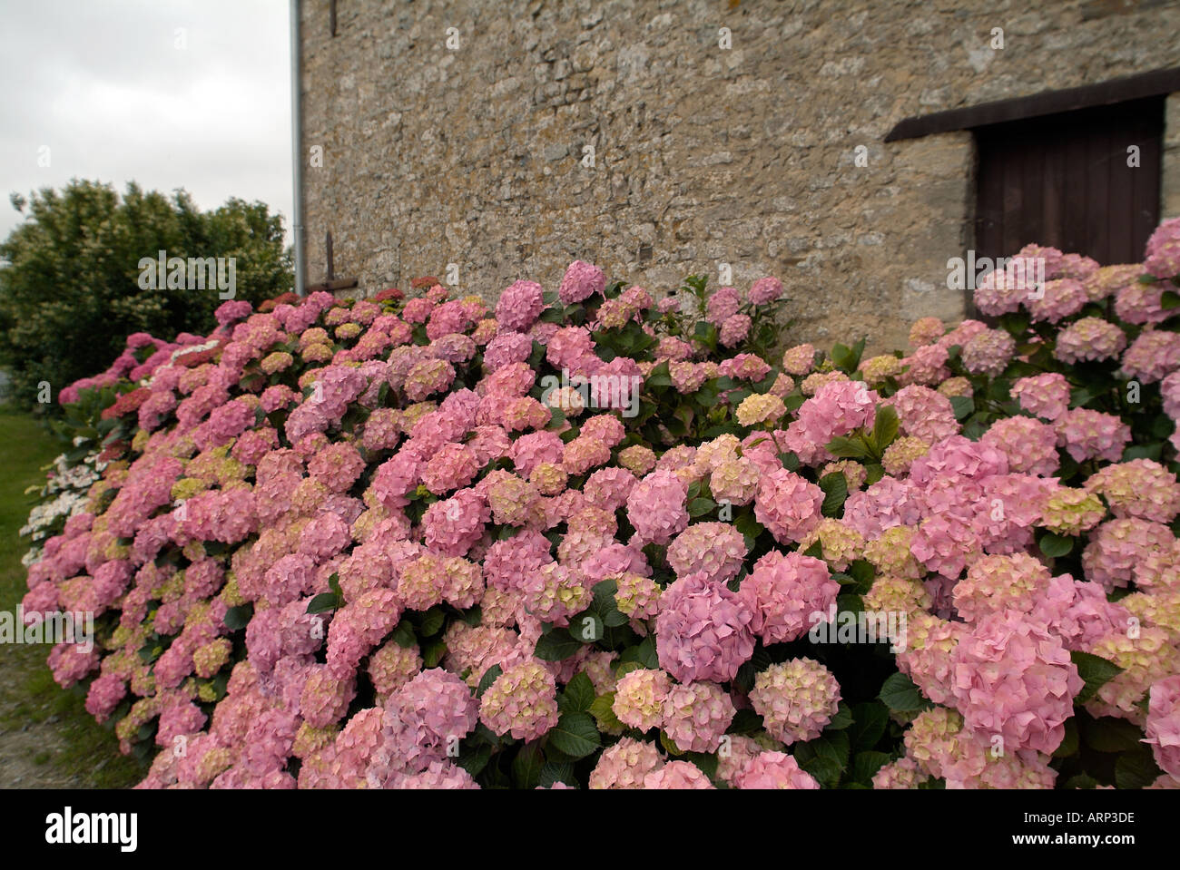 L'Hydrangea arbre en face d'une maison typique de Normandie Banque D'Images