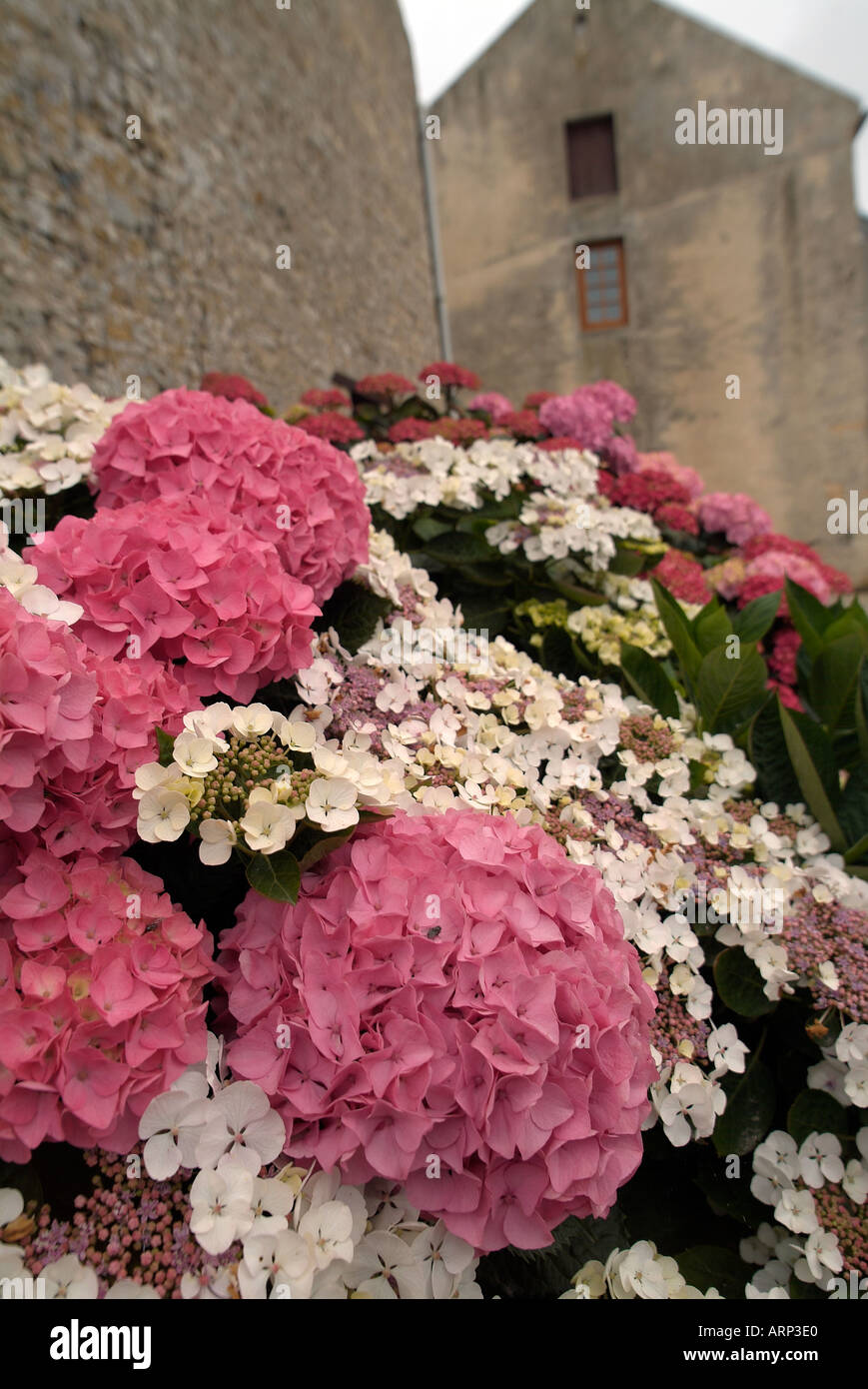 L'Hydrangea arbre en face d'une maison typique de Normandie Banque D'Images