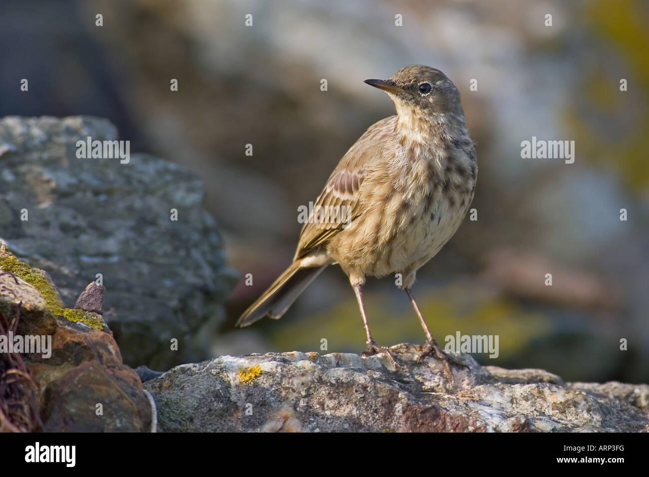 pipit de roche Banque D'Images