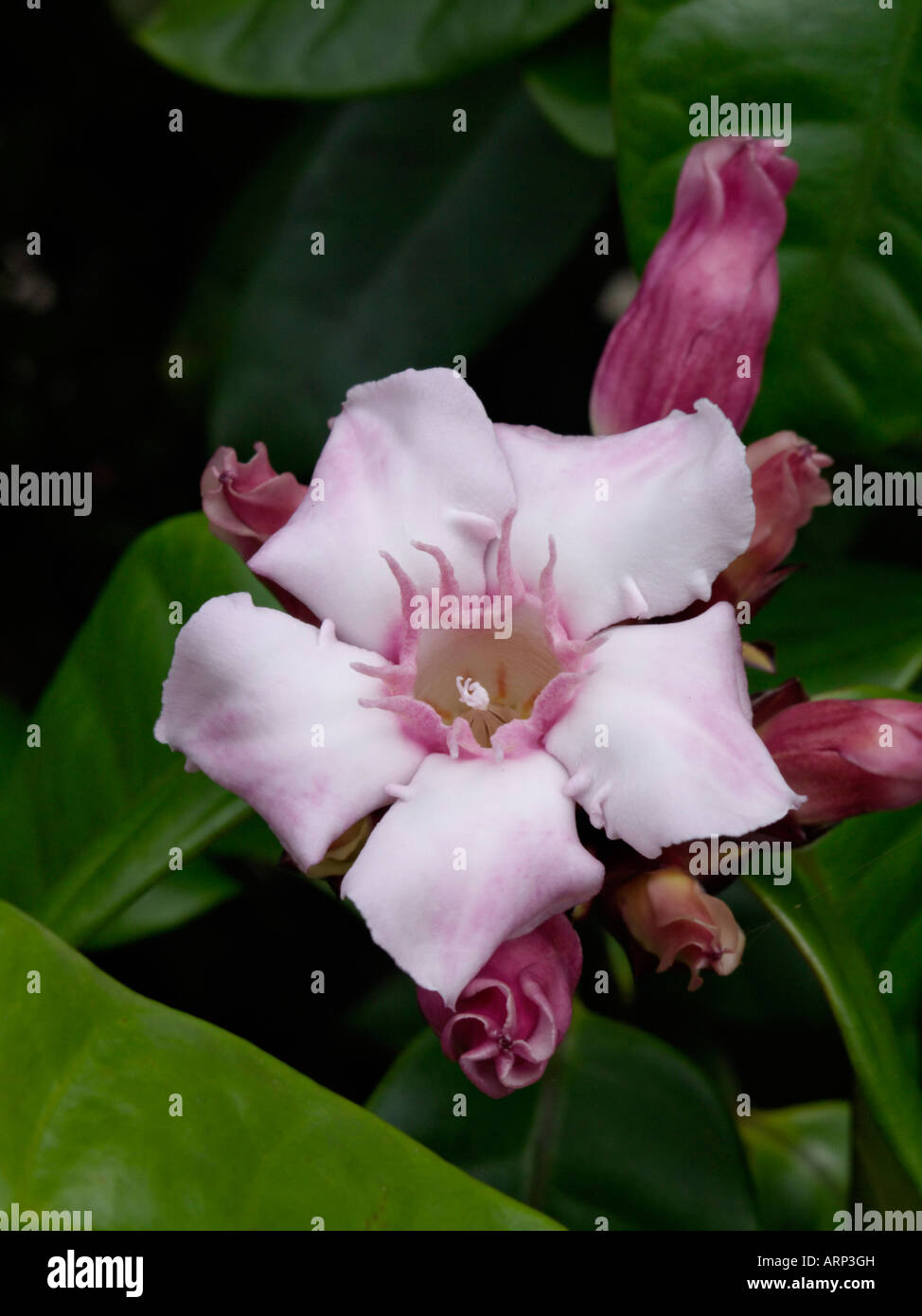 Strophantus gratus crème (fruits) Banque D'Images