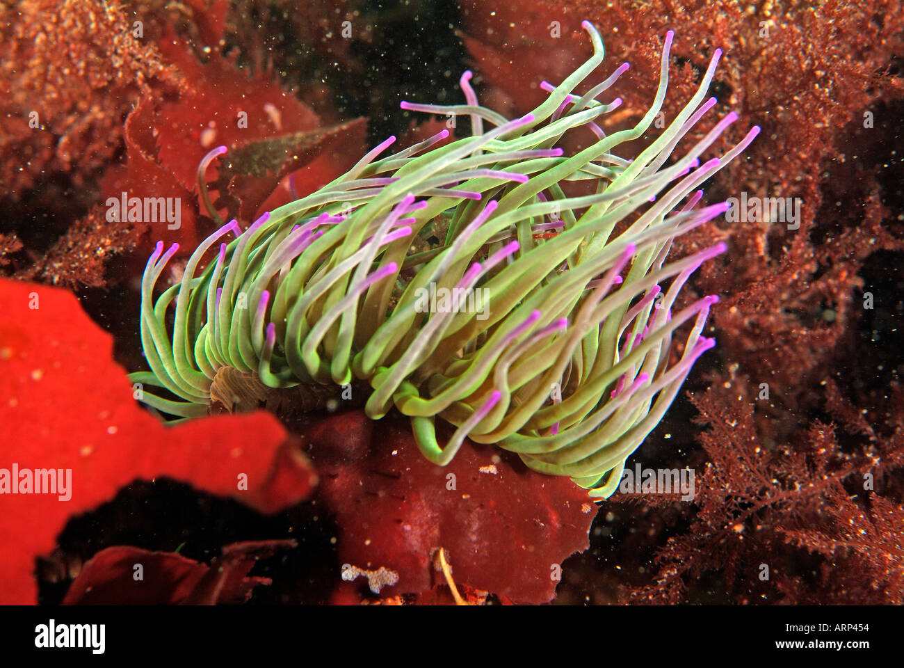 Opelet anemone en Bretagne Banque D'Images