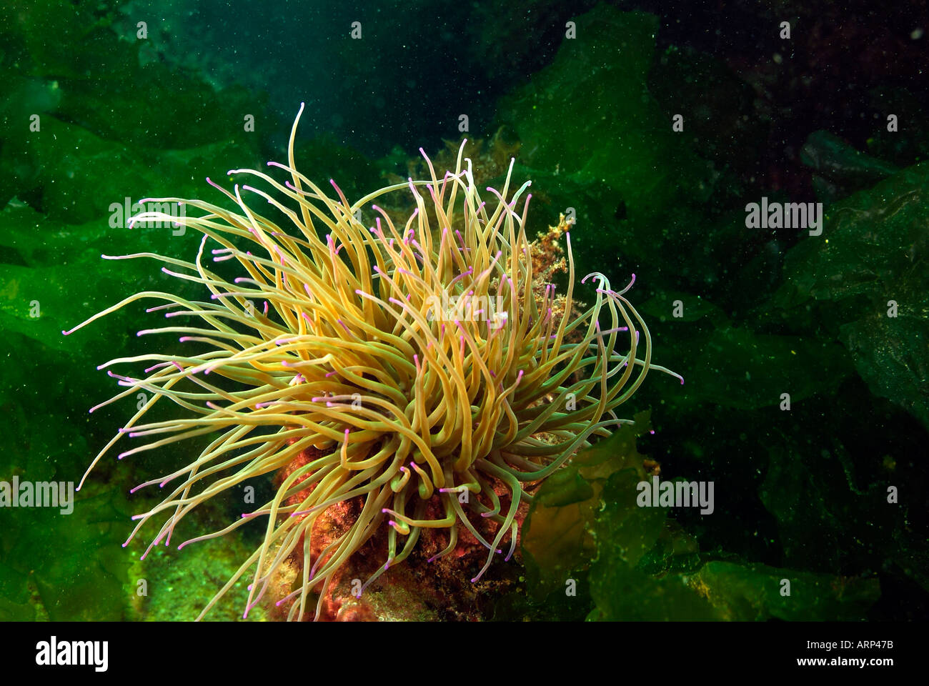 Opelet anemone en Bretagne Banque D'Images