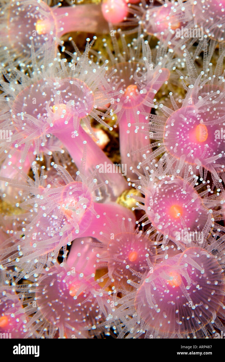 Jewel anemone en Bretagne Banque D'Images