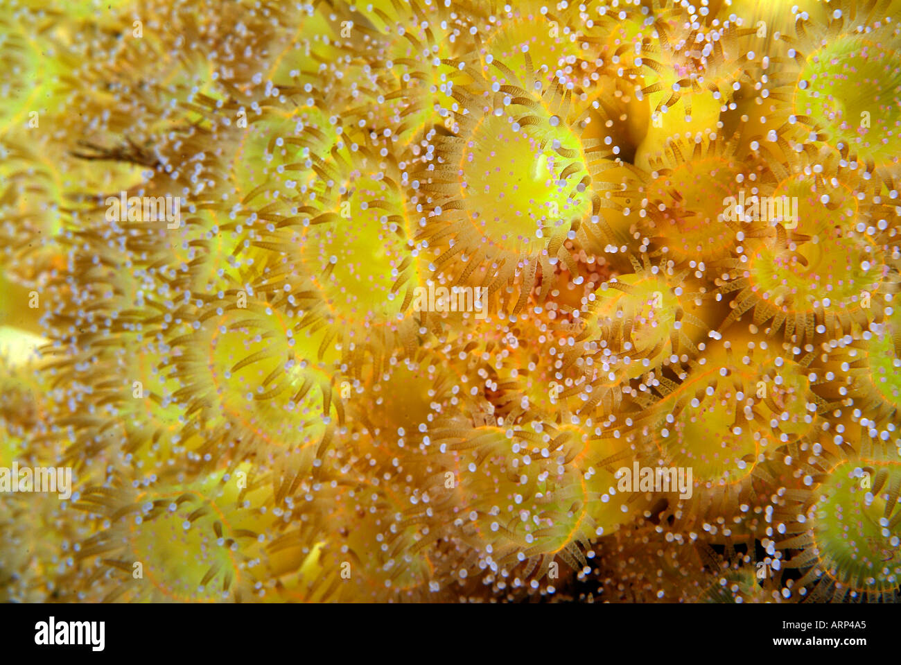 Jewel anemone en Bretagne Banque D'Images