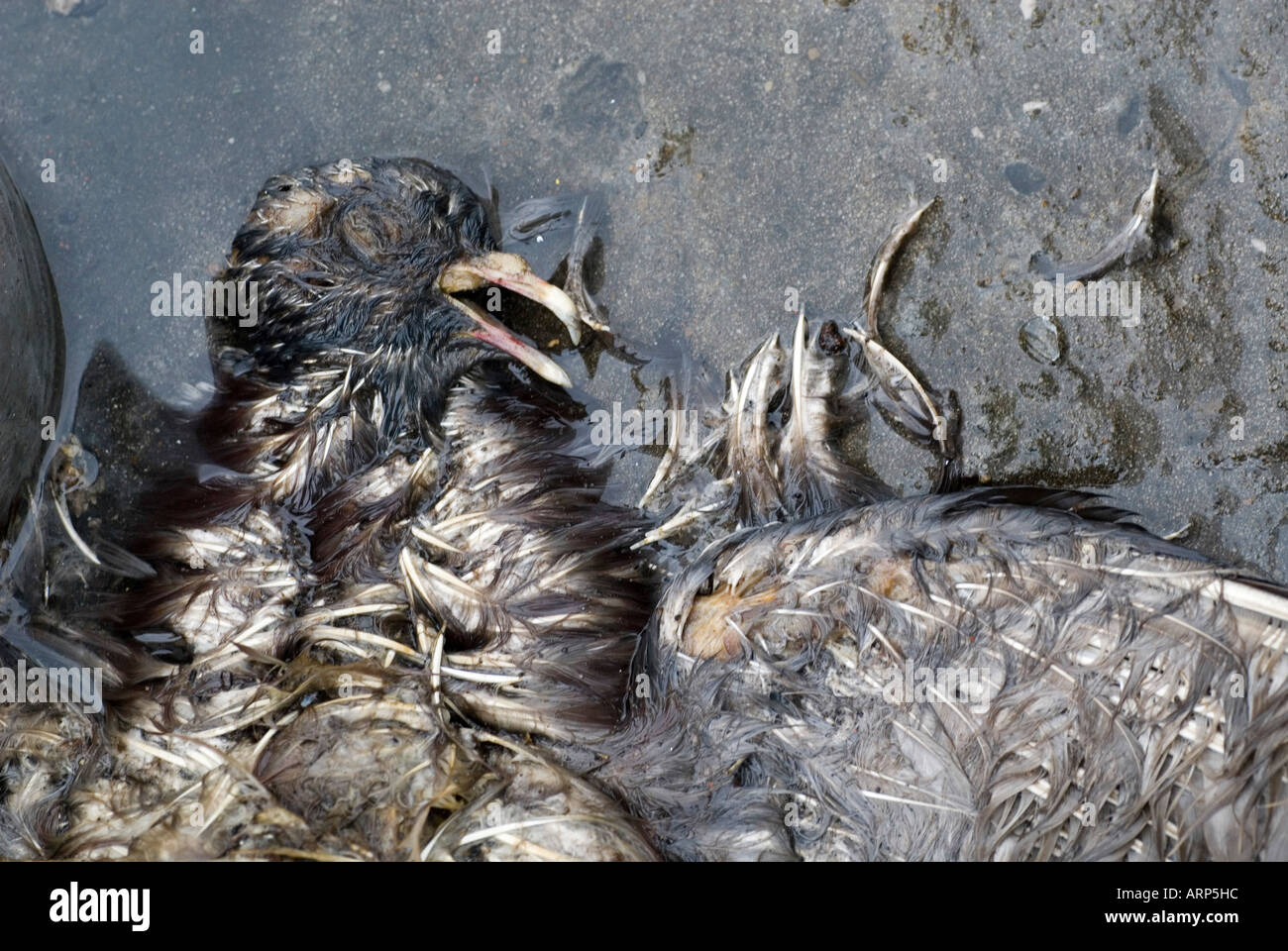 Oiseau mort sur le terrain Banque D'Images