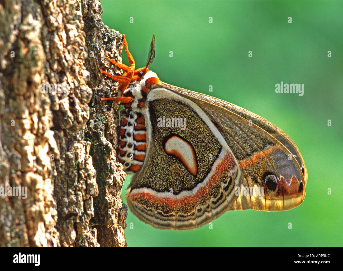 Cecropia silk moth Banque de photographies et d’images à haute ...