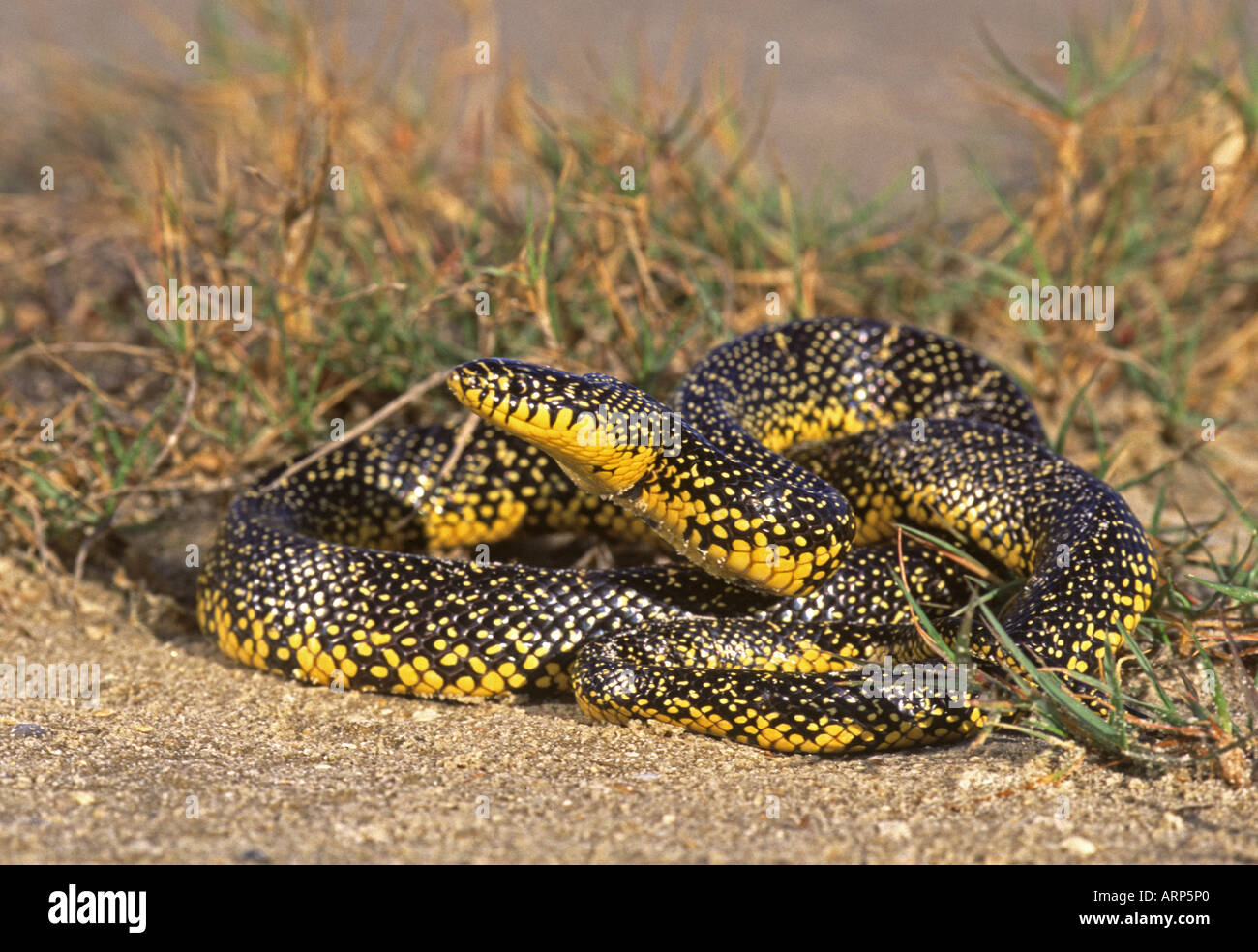 Kingsnake commun Banque D'Images