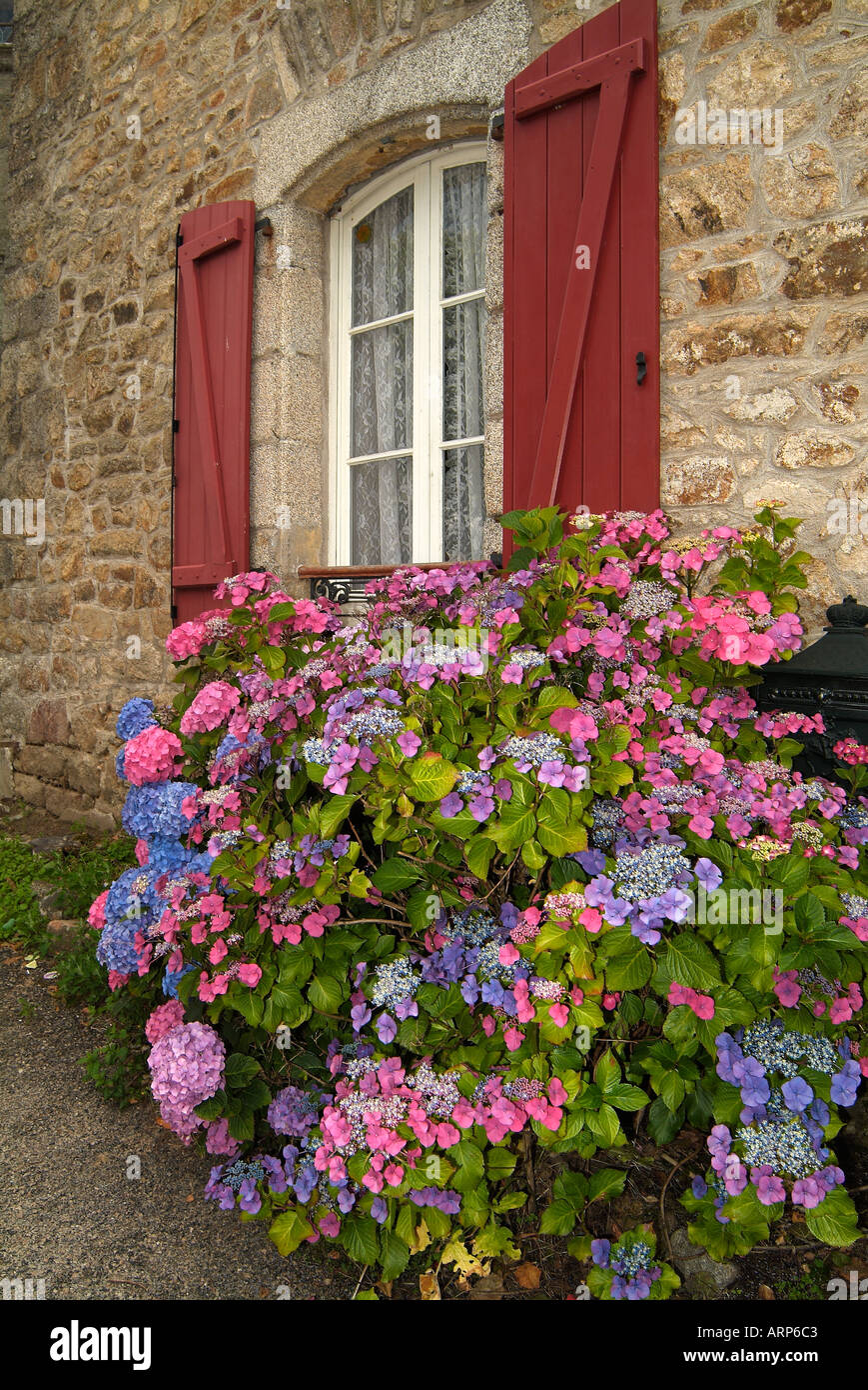 L'Hydrangea arbre en face d'une maison typique en Bretagne Banque D'Images