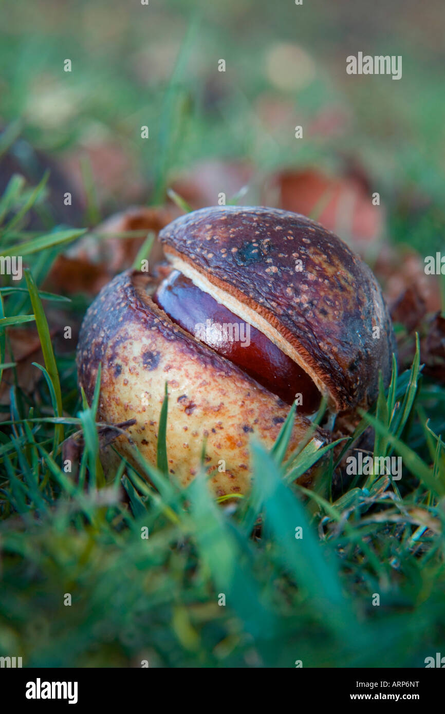 Le Marronnier Aesculus conker ou hippocrastanum Banque D'Images