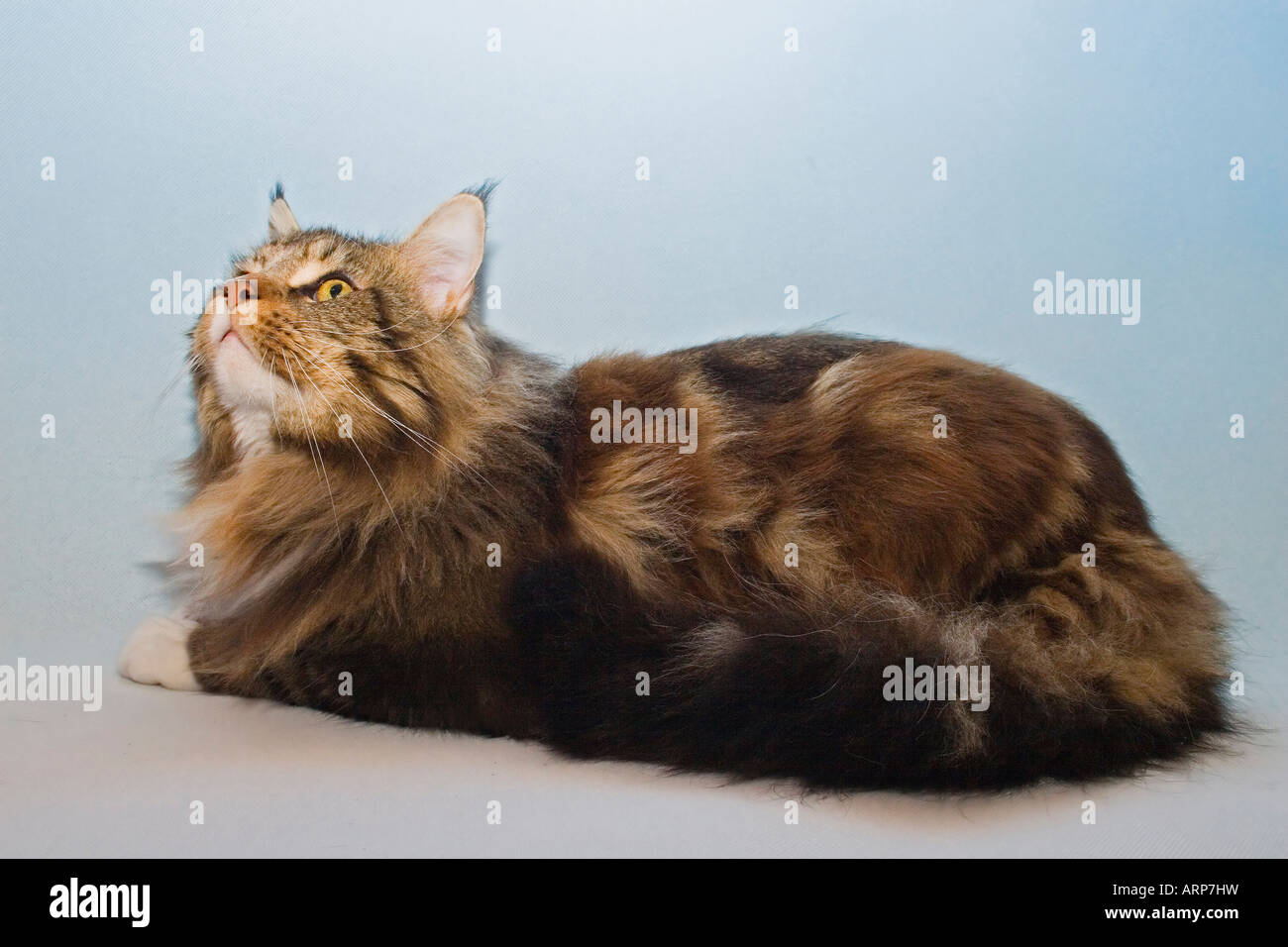 Chat de Maine coon Banque D'Images