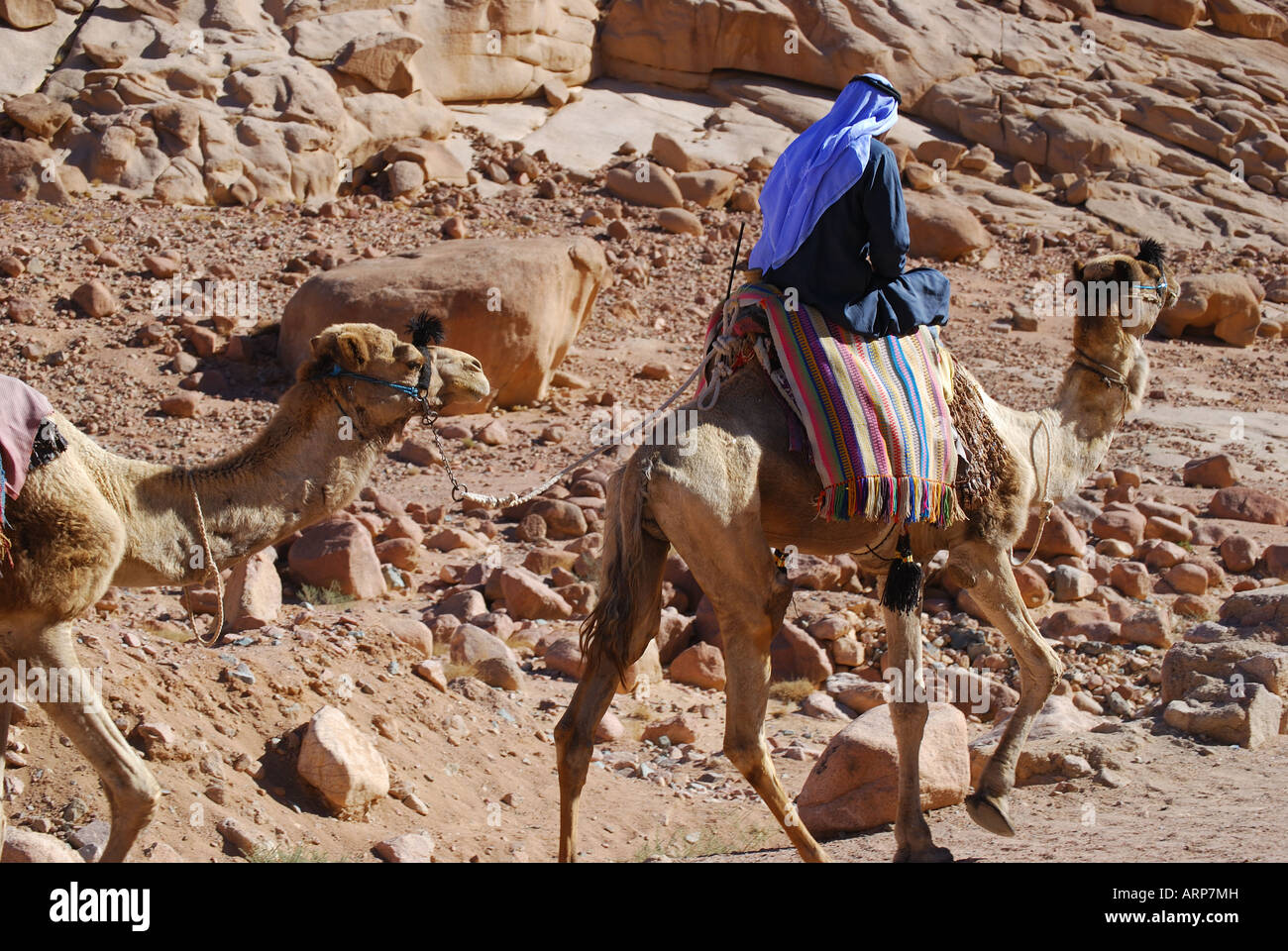 L'homme arabe locale menant des chameaux, St.Catherines Monastère, péninsule du Sinaï, Égypte Banque D'Images