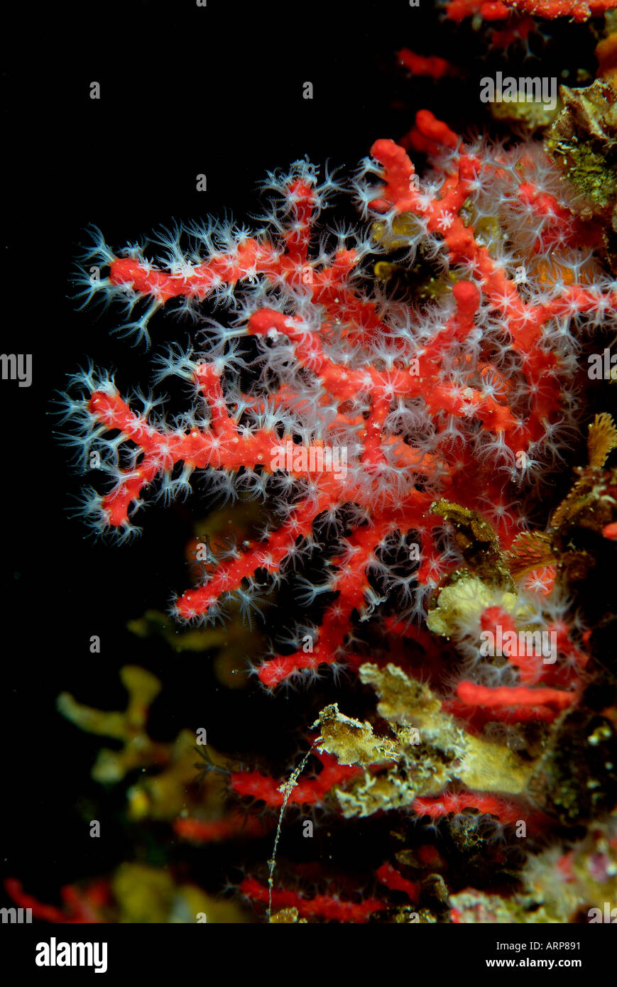 La vie dans la mer Méditerranée le corail rouge Banque D'Images