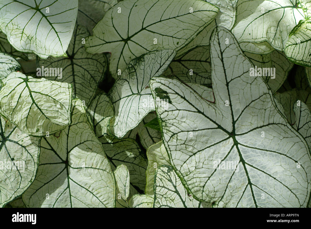 Caladium angel wings Banque D'Images