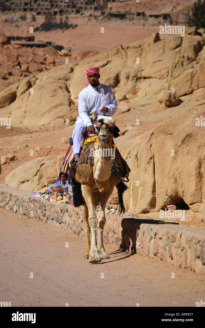 Arabe locale man riding camel, St.Catherines Monastère, péninsule du Sinaï, Égypte Banque D'Images