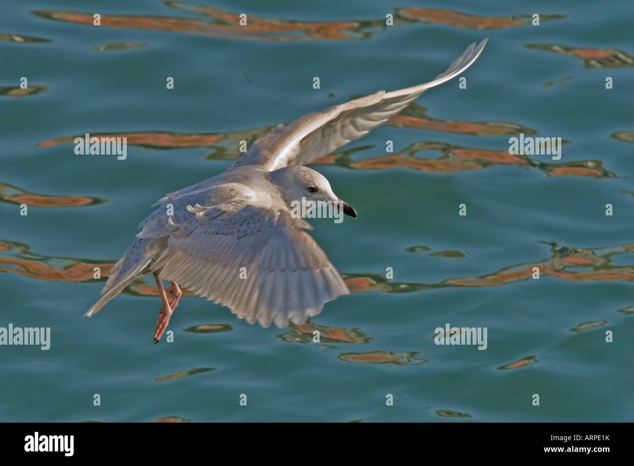 Mouette de l’Islande Banque D'Images