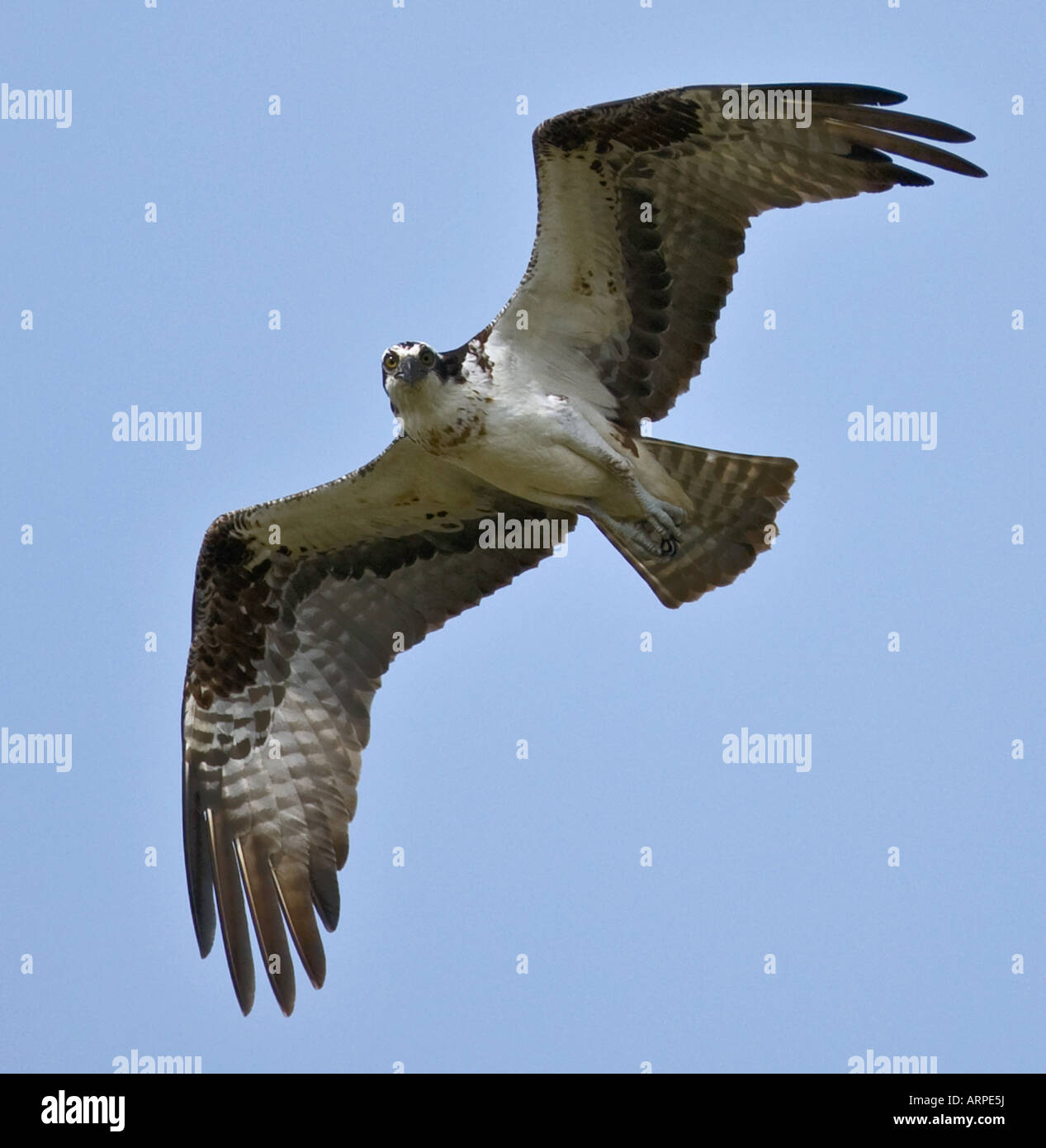 Osprey en vol Banque D'Images